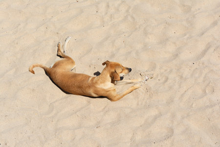 Photograph of a light brown dog lying on the sand in the sunlight, its body relaxed, enjoying the moment.の写真素材