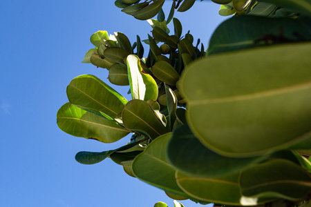 Close-up of green and yellow leaves of a living plant against a blue sky background. Sunny day....