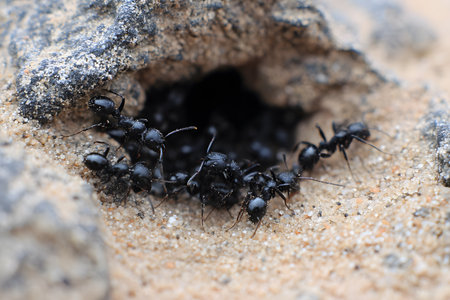 A low-angle, perspective photograph capturing a large number of orange or reddish ants moving across a rough surface. The ants are marching in a dense line.の素材