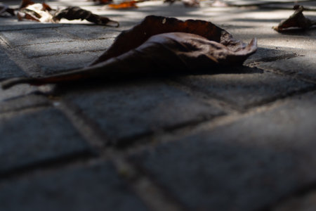 A close-up photo, captured at a low angle, highlighting several dry, brown leaves fallen on a concrete floor or pavement. The image suggests the passage of time or nature interacting with the urban environment.の写真素材