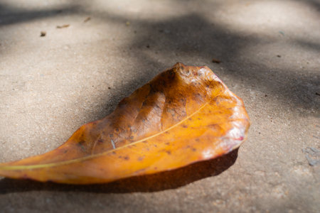 A close-up photo, captured at a low angle, highlighting several dry, brown leaves fallen on a concrete floor or pavement. The image suggests the passage of time or nature interacting with the urban environment.の写真素材