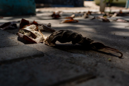 A close-up photo, captured at a low angle, highlighting several dry, brown leaves fallen on a concrete floor or pavement. The image suggests the passage of time or nature interacting with the urban environment.の写真素材