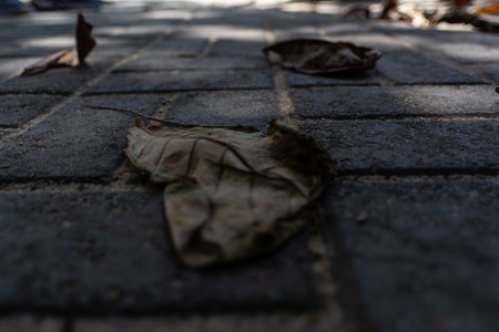A close-up photo, captured at a low angle, highlighting several dry, brown leaves fallen on a concrete floor or pavement. The image suggests the passage of time or nature interacting with the urban environment.の写真素材