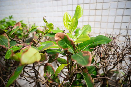 Photograph of green leaves with burned and dried parts under intense sunlight. Representation of the natural life cycle and wear of plants.の写真素材