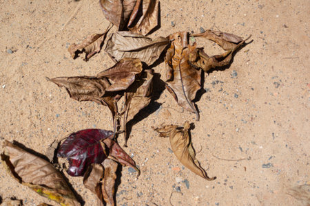 A close-up photo, captured from a high angle, highlighting several dry, brown leaves fallen on a sandy ground. The image suggests the passage of time or nature interacting with the urban environment.の写真素材