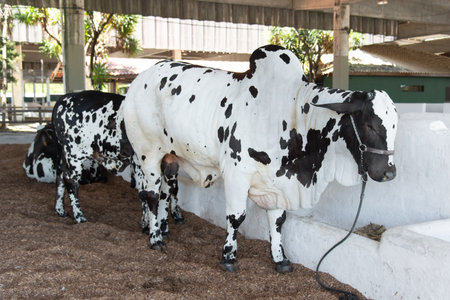 White cattle with black spots in the corral. Brazil.