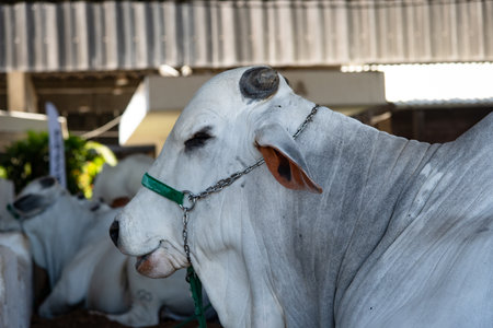 Focus on the profile of a Zebu bull's head, of the Nelore breed, with wrinkled skin, using a metal...
