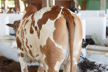Spotted purebred cattle are resting in the corral. Brazil.の写真素材
