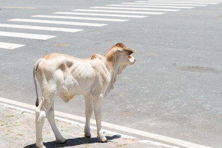 A young, thin zebu calf, with white fur and caramel tones, stands on a sidewalk beside a paved street in the sunlight.の写真素材