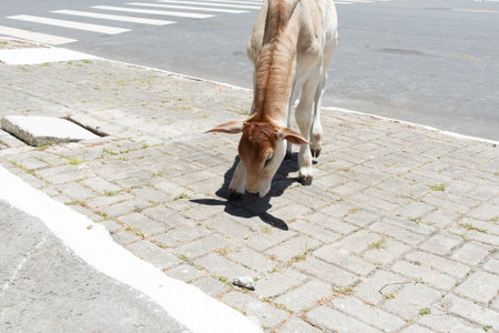 A young, thin zebu calf, with white fur and caramel tones, stands on a sidewalk beside a paved street in the sunlight.の写真素材
