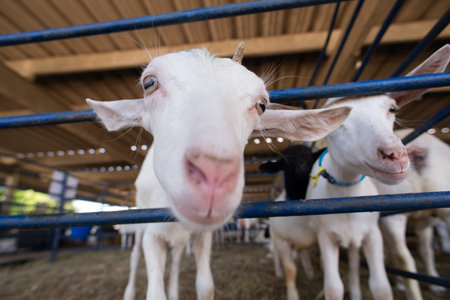 Detailed close-up of the snout and eyes of a curious white goat behind a blue fence on a farm.