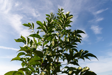 Close-up of green leaves of a plant or shrub pointing upwards against a blue sky with faint clouds.の写真素材