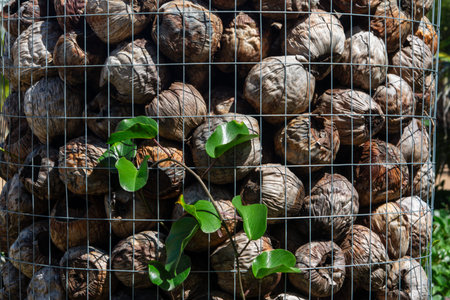 A creeping green vine plant growing and intertwining through a metal wire grid containing dried...