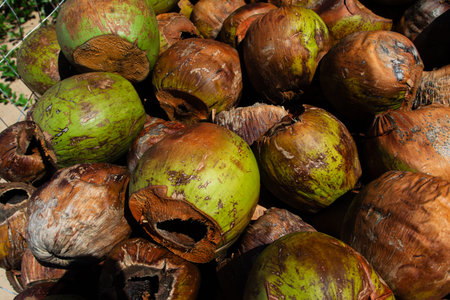 Close-up image of a mixed pile of fresh, green, and ripe, brown coconuts on the ground.の写真素材