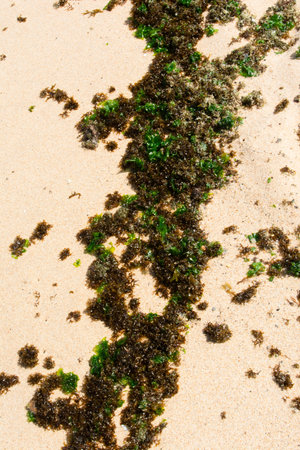 An aerial view of various pieces of dry and wet seaweed scattered on the damp sand of the beach.