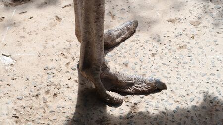 Ostrich Feet with Two Toesの写真素材