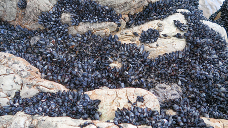 Mussels Shells on the Ocean Rocks at the Beach