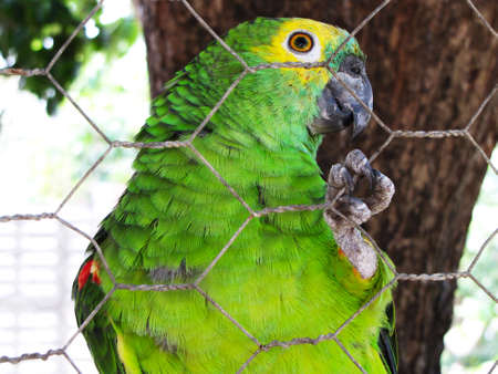 Parrot in cage in zoological