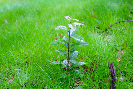 Plant in the garden with green grass and blue sky background.