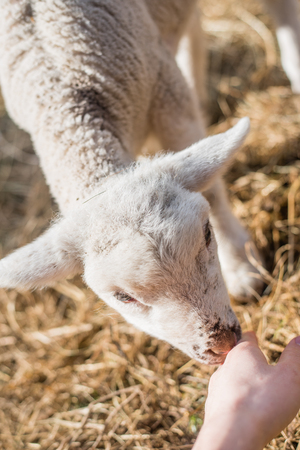 Young lamb smelling a child's handの写真素材