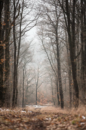 Misty forest roadの写真素材
