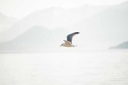 Seagull flying over a fjordの写真素材