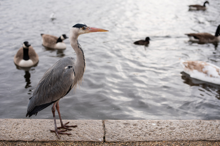 Gray Heron at the parkの写真素材