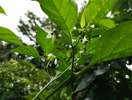 The flowers of the cucumber are blooming in the garden.の写真素材