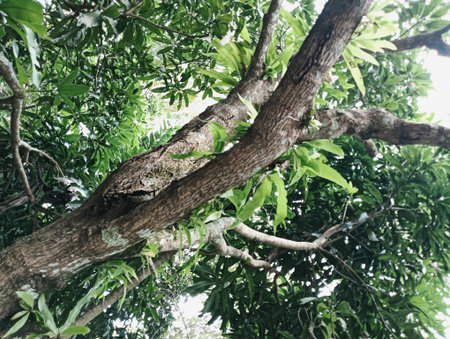 Close up of green leaves and yellow flowers in the botanical gardenの写真素材