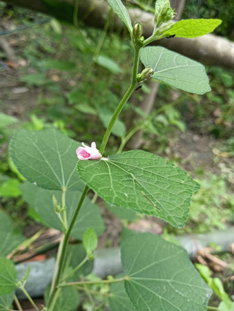 Closeup image of a plant with green leaves and a pink flower.の写真素材