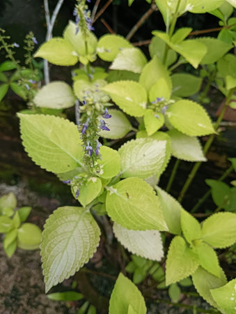 Close up of green leaves and flowers in the garden. Nature background.の写真素材