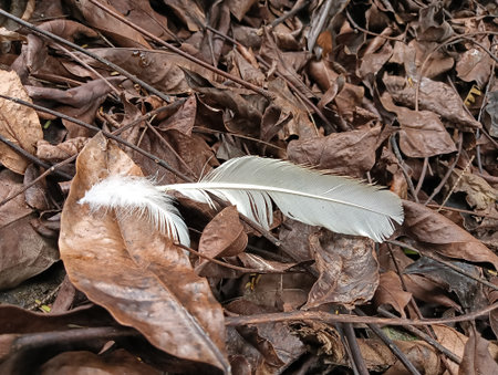 Birds nest on tree in the rainforest. Nature background.の写真素材