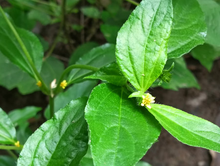feather lying on the dry brown leaves in autumnの写真素材
