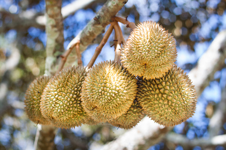 Bunch of durian on a tree against blue skyの写真素材