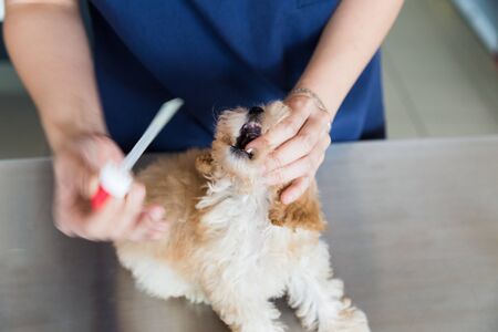 Medicine being administered to a puppy by a vetの写真素材