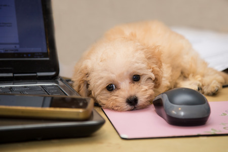 Poodle puppy resting on a computer mouse padの写真素材