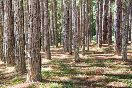 Tropical Highland Pine woodsの写真素材