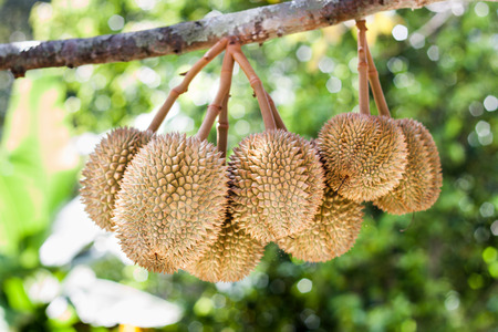 Bunch of durian hanging on treeの写真素材