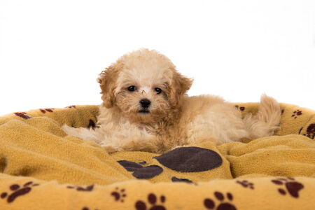 Cute and curious poodle puppy resting on her bedの写真素材