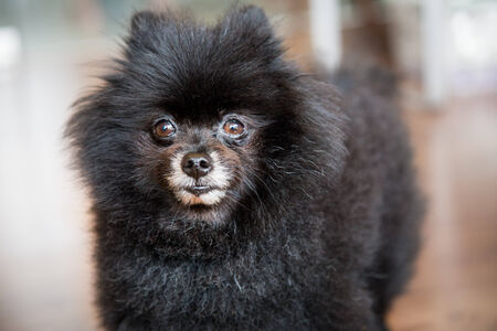 Portrait of a matured black Pomeranianの写真素材