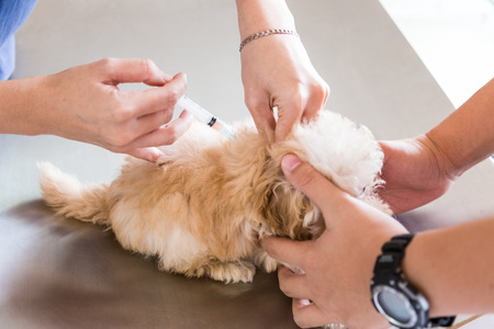 Puppy being vaccinated by a Vetの写真素材