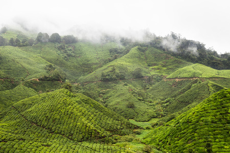 Highland tea plantation with mist on the top of the hillの写真素材