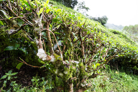 Matured and ageing tea plantの写真素材