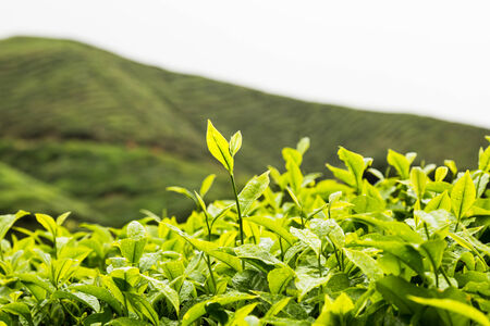 Tea plantation with focus on the tea leafs shoots at the foregroundの写真素材