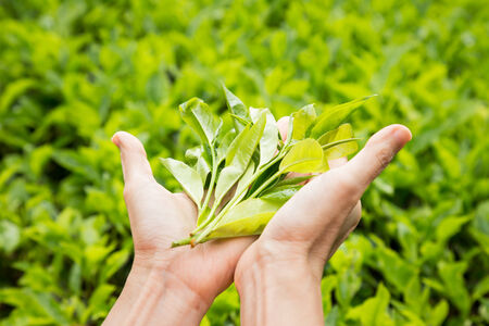 Presenting a handful of freshly harvested tea leafsの写真素材