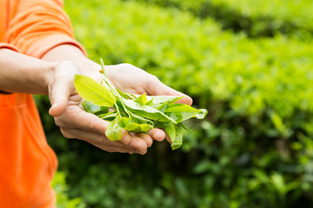 Presenting a handful of freshly harvested tea leafsの写真素材