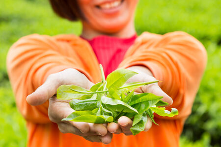 Presenting a handful of freshly harvested tea leafsの写真素材