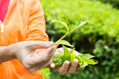 Holding a tea leaf shoot with one hand and a handful of freshly harvested tea leafs on another handの写真素材