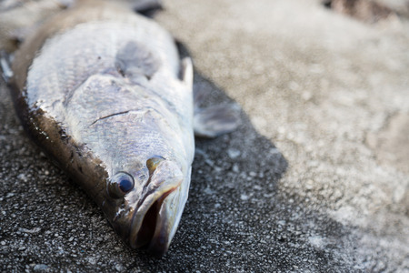 Freshly caught Baramundiの写真素材