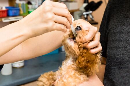 A puppy being fed with medicine by a vet at a clinicの写真素材